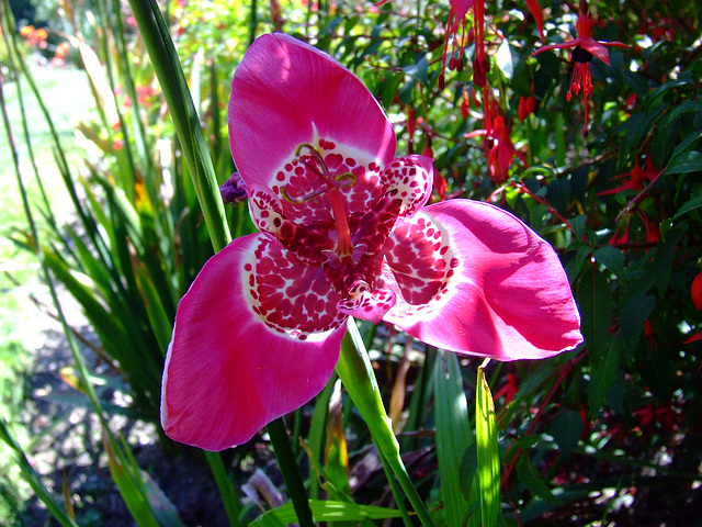 Mexican Shell Flower