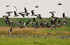 Gänse DSC03272.jpg