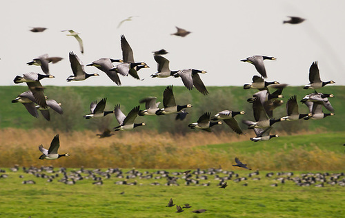 Gänse DSC03272.jpg