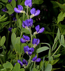 Baptisia australis -Podalyre