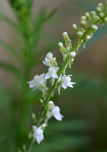 Linaire purpurea ' Alba '