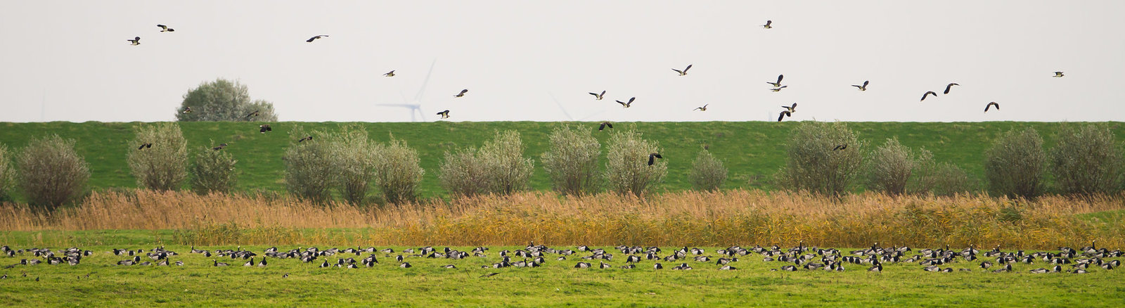 Gänse DSC03278