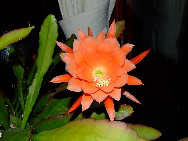 Cactus Flower