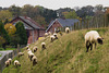 Schafe DSC03289.jpg