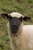 Schaf DSC03295.jpg
