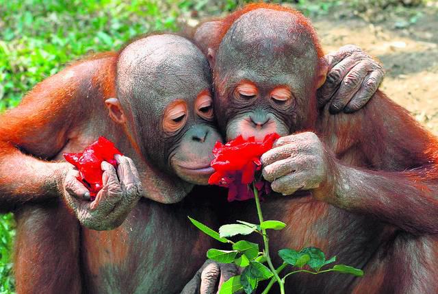 Amgeo de orangutangoj ĝuas kune rozojn. (Ein Liebespaar genießt zusammen Rosen.)
