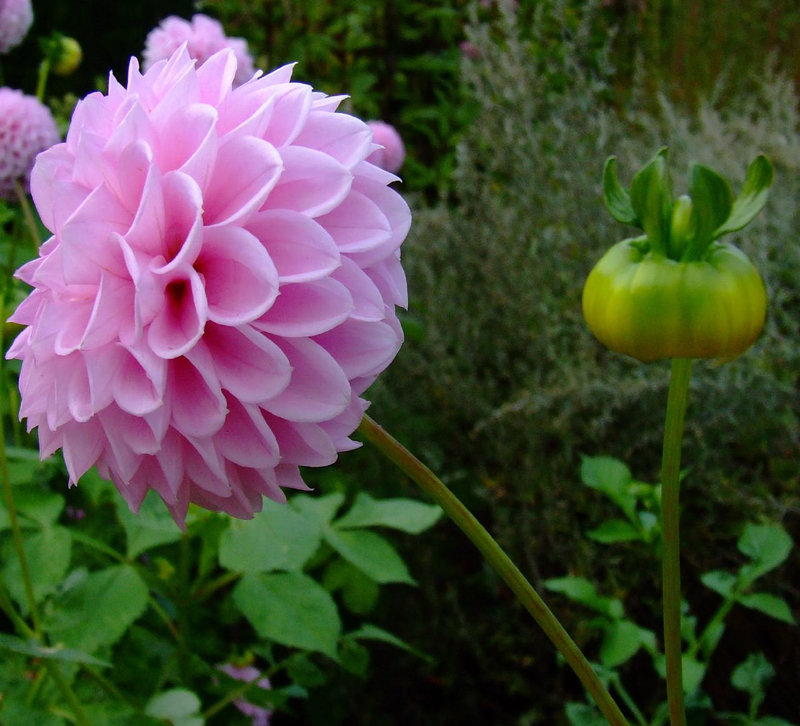 Pink dahlia and a bud