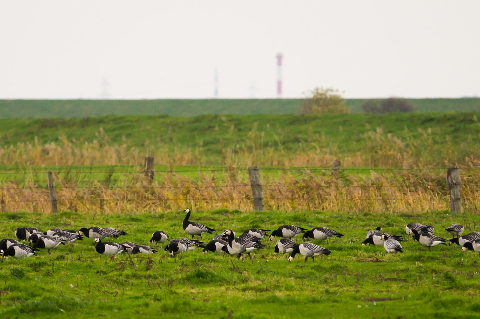 20131019-DSC03337.jpg