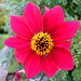 A lovely red dahlia