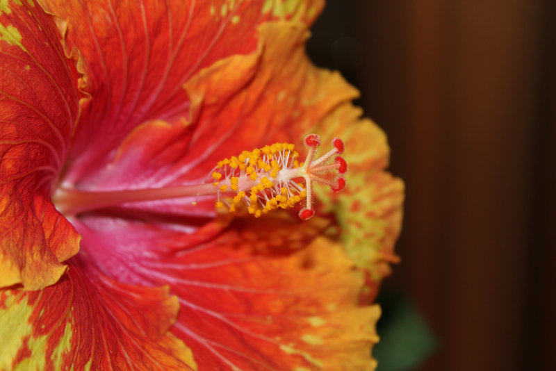 Hibiscus 'It's so Easy'