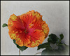 Hibiscus 'It's so Easy'