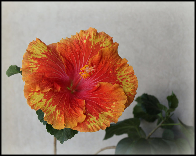 Hibiscus 'It's so Easy'