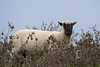 Schaf DSC03373