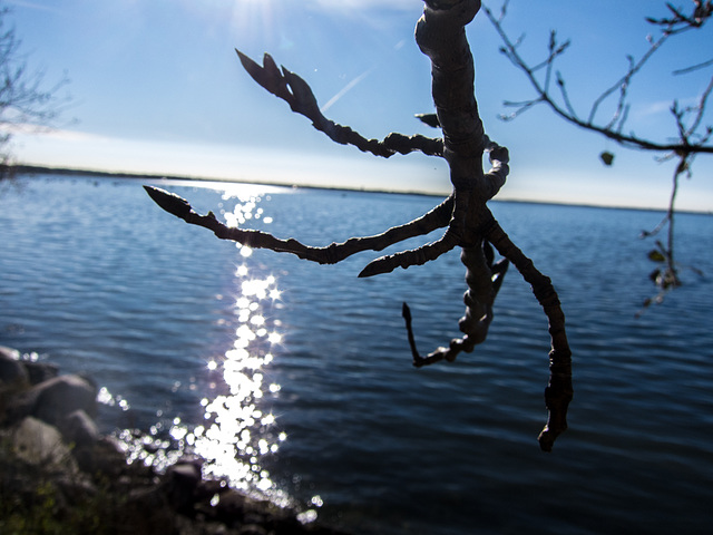 Glittering branches