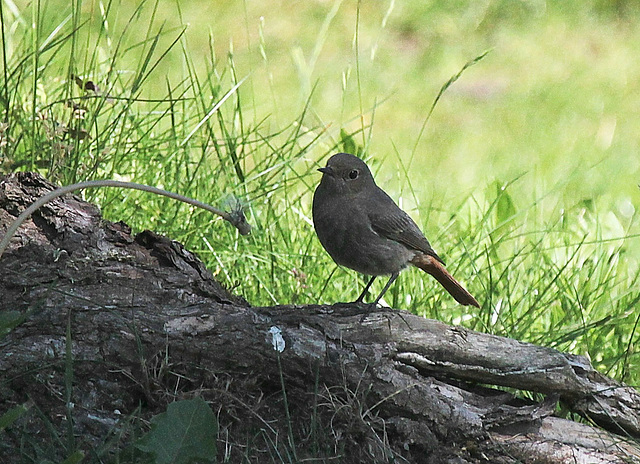 Rotschwänzchen