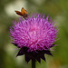 Skipper on Nodding Thistle