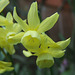 Miniature Daffodils