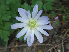 Wood Aconite