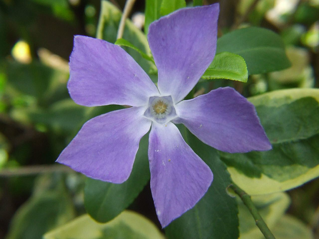 Periwinkle