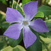 Periwinkle