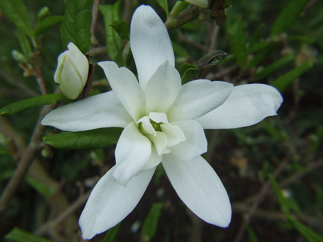 Magnolia stellata