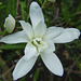 Magnolia stellata