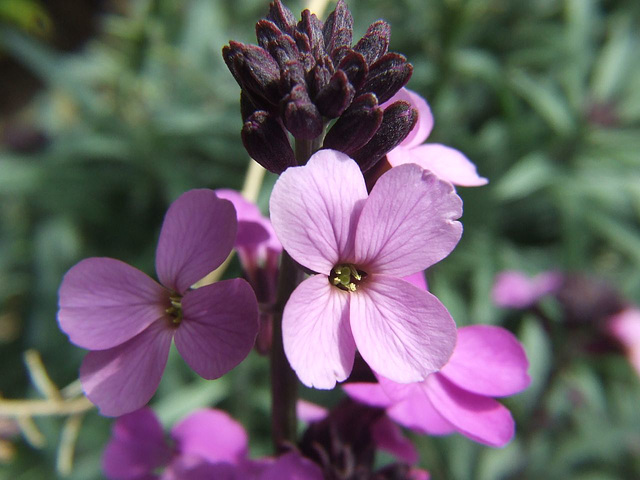 Periennial Wallflower