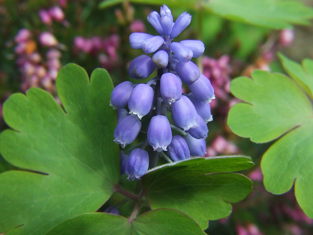 Grape Hyacinth