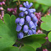 Grape Hyacinth