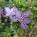 Miniature Rhodedendron