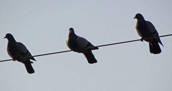 Feathered sunrise Rainbow Bird