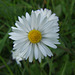 Common Lawn Daisy