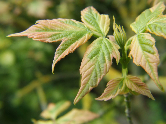 Young Maple Leaves