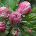 Apple Blossom (Bramley, yum!)