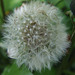 Dandelion Clock