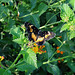 Bordered Patch butterfly (Chlosyne lacinia)