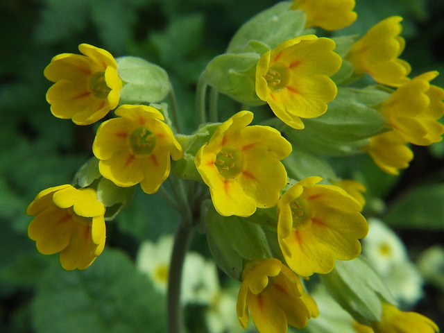 Cowslip