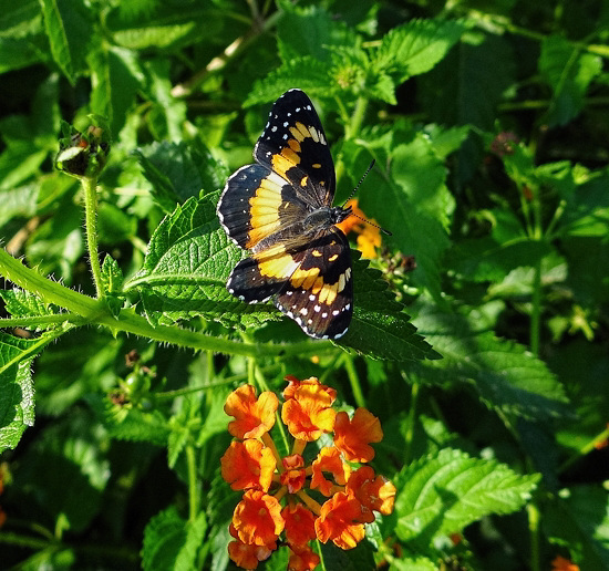 Bordered Patch butterfly (Chlosyne lacinia) Bordered Patch butterfly (Chlosyne lacinia)