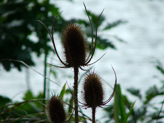 Teasel