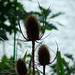 Teasel