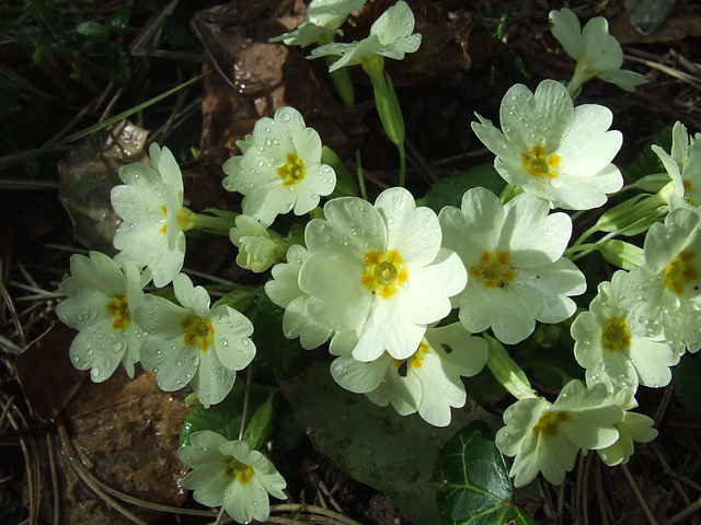 Primroses and Raindrops