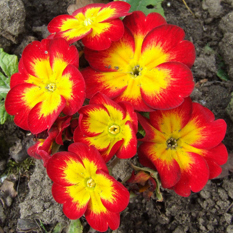 Red Yellow Polyanthus