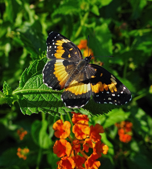 Bordered Patch butterfly (Chlosyne lacinia)