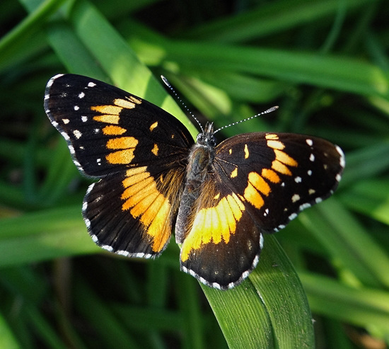 Bordered Patch butterfly (Chlosyne lacinia) "C" for the Alphabet Group