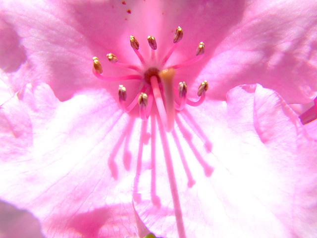 Rhodedendron Macro