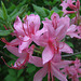 Pink Azalea