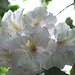 White rhodedendron against the sky