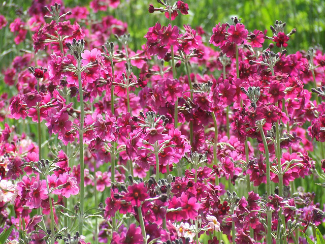 Candelabra Primulas