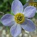 A close up of a little blue flower