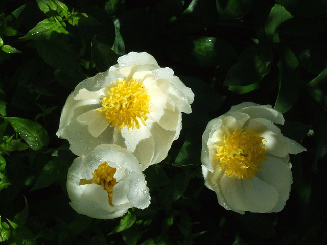 Three White Peonies after Rain